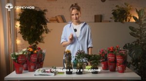 Спасение горшечной розы - инструкция