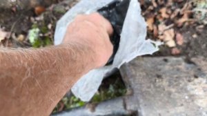 Продолжаю посадки лесосада!