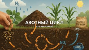 Понимание почвы: азотный цикл, фиксаторы и удобрения