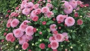 Хризантемы в саду