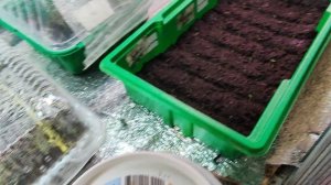 Обзор# Эустомы