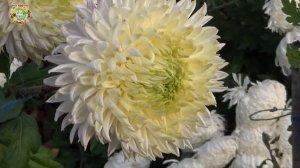 Можно ли не Любить Хризантемы - Дар Бога для Счастливой Жизни?!