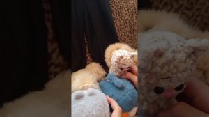 сборник всех видео Кимми и Басик дыр дыш 😂