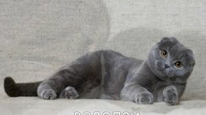 алина котик