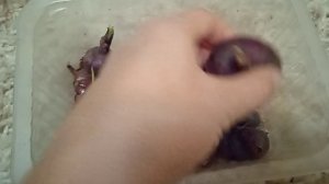 Ялтинский лук: выращивание из семян