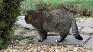 21-11-2025 Наблюдение за Барсиком продлевает жизнь