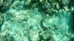 Скат - Тэниура лимма (Taeniura limma).