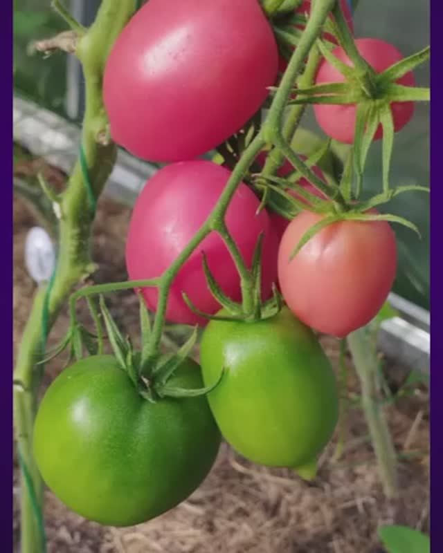 Томат Козула 178. т.89229284031