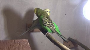 Первый птенец. Размножение чехов.