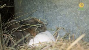 Подрастают малыши. Анонс. Канал В Мире Животных