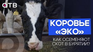 Коровье «ЭКО»: как осеменяют скот в Бурятии?