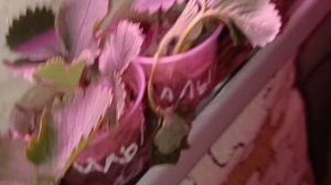 Как будем поливать зимой наш огород на окне! ПРАВИЛЬНЫЙ ПОЛИВ КЛУБНИКИ