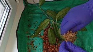 Пересадка хойи Виллоза