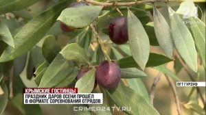 Крымские гостинцы: артековцы собрали рекордный урожай оливок