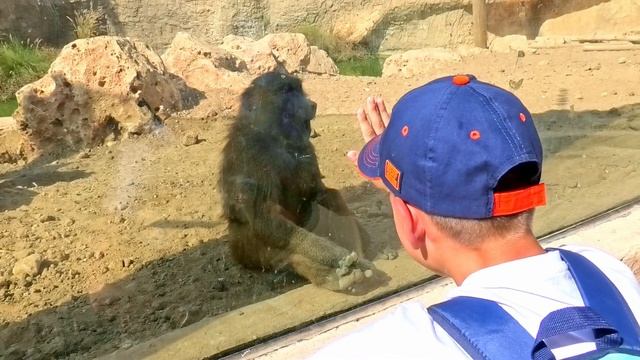 Зоопарк в Бершеве  01.11.25г. смотреть онлайн