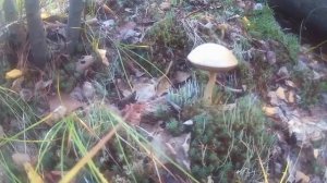 Грибная осень Сахалина