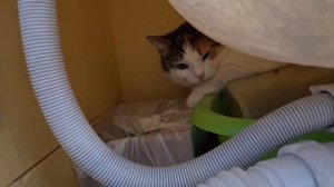 Феша забыла меня) / Или обиделась?