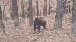 Мы зачем на охоту приехали?