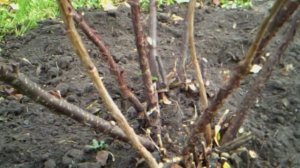 5.10.2016г.  АРХИВ!!!   Осенняя🍂🍂🍂 обрезка КРАСНОЙ 🍒🍒🍒 СМОРОДИНЫ!!!