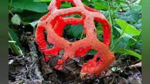 Грибы. Решёточник красный