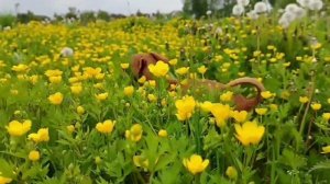 Чарли и цветы❤🐕💐