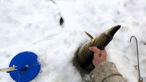 Открытие зимнего сезона 2025 - 2026 \ Рыбалка на жерлицы \ Начало есть - продолжение будет  19.11.25