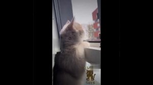 Видео от МЯУтаверс – как метавселенная, но с котами