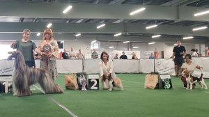 20.07.2025, СПб. Клуб "Фортуна-2" (РКФ, РФСС). Выставка собак всех пород "ЛЕТО ФОРТУНЫ" (САС, ЧФ)