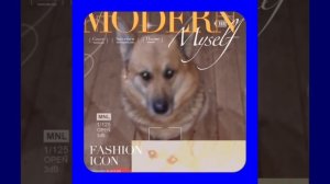 1000040815.mp4 (Собака смотрит на монтаж э/проводки (техн. уст. э/розеток, э/выкл.) в доме А-фрем)