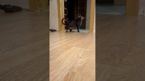 купили питомцем Игрушки