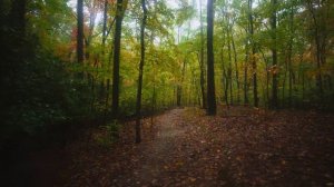 Дождливая осенняя прогулка на природе штата Джорджия, США. Звуки дождя для учебы и отдыха