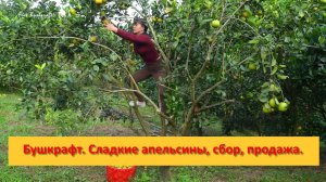 Ферма Бушкрафт в Пханге. Вьетнам.  Сладкие апельсины, сбор, продажа.