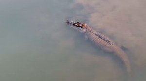 Джунгли Амазонки : Редкие птицы, обезьяны и дикие животные