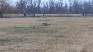 Лиса охотится за мышами