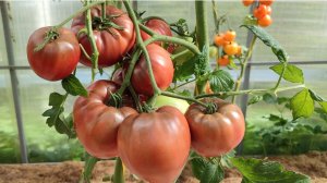 КОЛЛЕКЦИОННЫЕ ТОМАТЫ ДЛЯ ТЕПЛИЦ. 2025г.