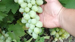 Акселона и Соломон селекции Донского казачества.