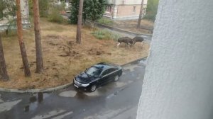 Лоси устроили поединок прямо посреди жилого района