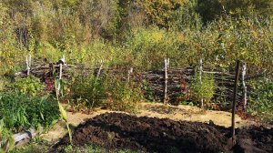 Обзор огородища. Плетень на берегу. Осенние работы.