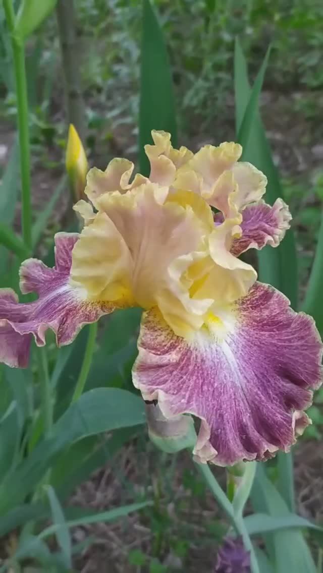 ирис 'High Master' (Великий Мастер) (B.Blyth, 2000)