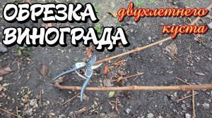 ОБРЕЗКА двухлетнего куста ВИНОГРАДА.