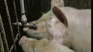 Новшество для Свиней,Что забрала с Валдберис