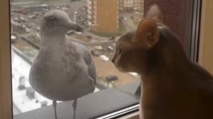 РАЗБОРКА КОТА И ЧАЙКИ В ПИТЕРЕ