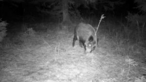 Кабанчики фото ловушка