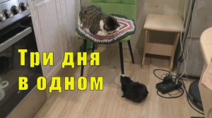 ИДЕАЛЬНАЯ ГОТОВКА/ СВИНЬЯ НА ВЫГУЛЕ/ 12 /13 /14 ноября 2025 г