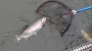 Поимки форели до запуска и после. Спорт-зона. Клёвое место Лосиный остров.