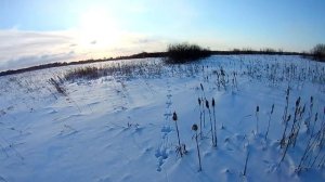 охота на зайца