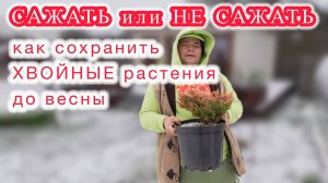 ЧТО ПОСАДИТЬ В НОЯБРЕ или как сохранить растения до весны