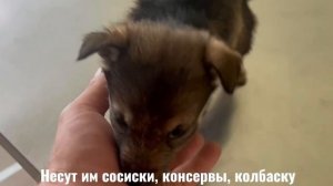 Мир волонтера. #приют #собака #помощьживотным #волонтерство