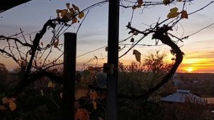 30) На зиму в Абхазию-4. Фейхоа и закат