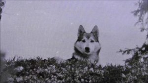 Лайка и Заяц. И прочее.. Знать полезно, спорить не надо. 21.11.25.